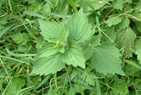 帶什麼可以避邪|避邪草是什麼？常見6種「避邪植物」介紹，趨吉避凶。